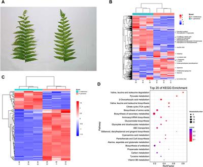 Transcriptomics and metabolomics analyses provide insights into resistance genes of tree ferns